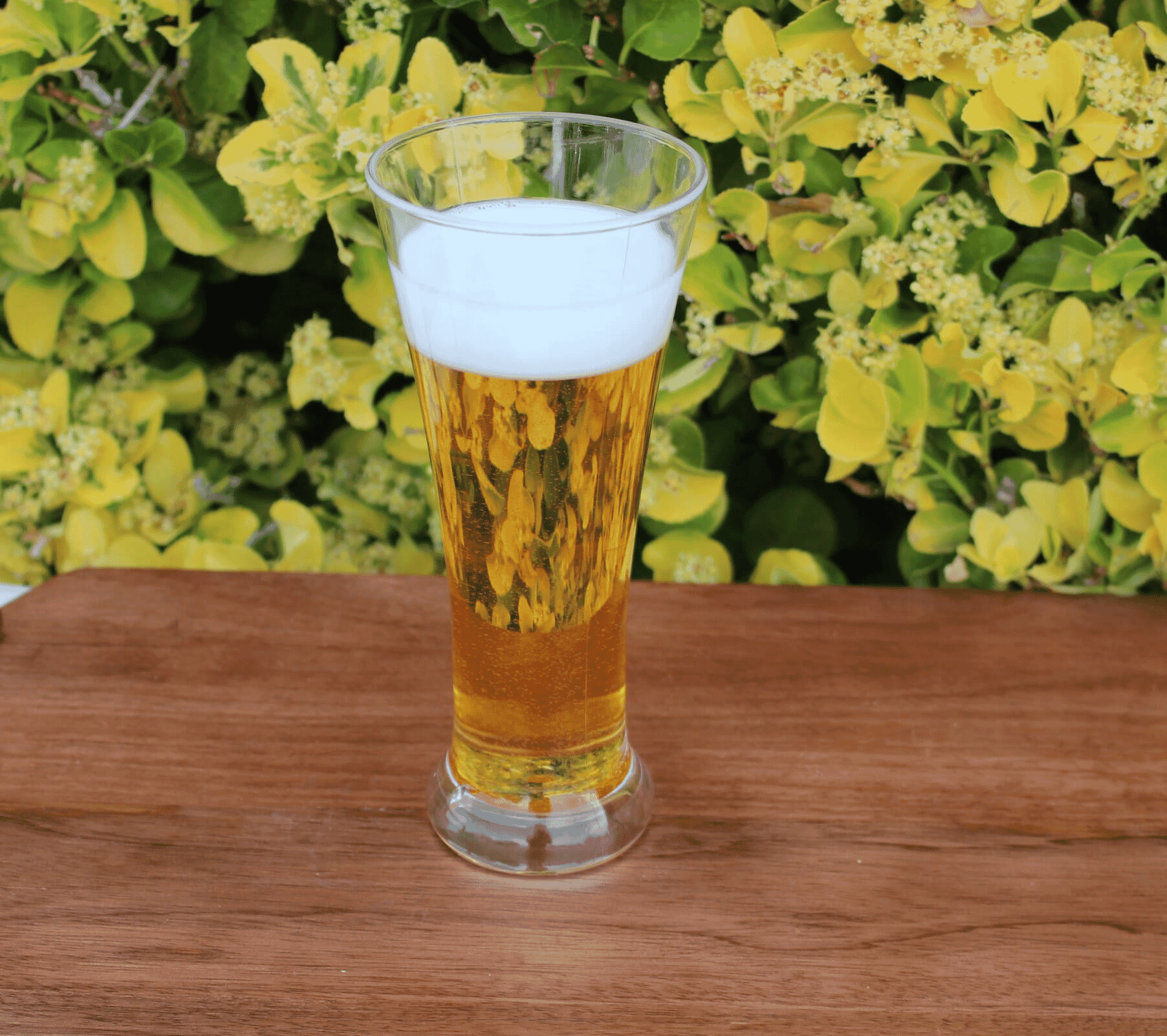 Fake Beer in a Pilsner Glass