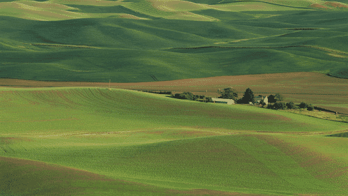 47" TV Screen Image #124 Fields of Green (Screen Print Only. 47 Inch TV Prop Not Included)