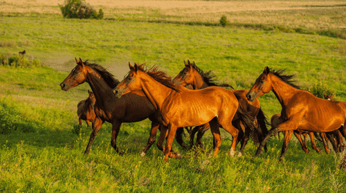 Computer Screen Image #178 Horses Screen Image (Image Only. Computer Prop Not Included)