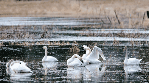 37" TV Screen Image #185 Swans (Screen Print Only. 37 Inch TV Prop Not Included)