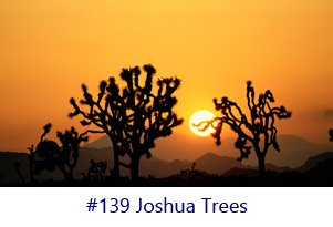 Joshua Trees Screen Image