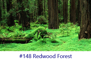 Redwood Forest Screen Image