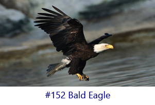 Bald Eagle Screen Image