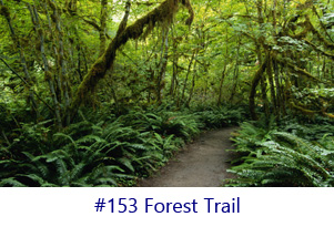 Forest Trail Screen Image