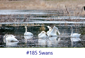 Swans Screen Image