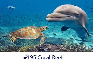 Coral Reef Screen Image