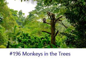 Monkeys in the Trees Screen Image